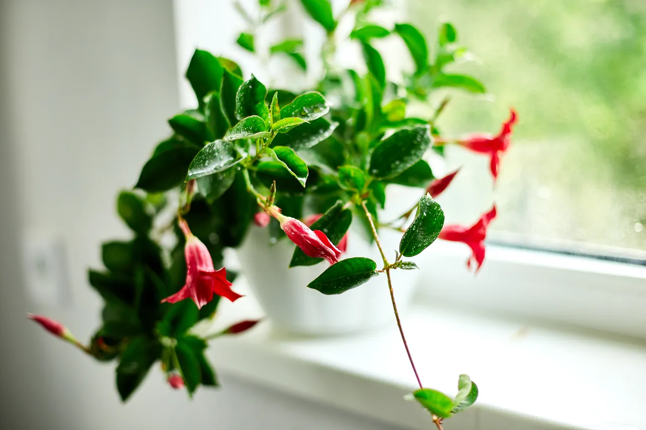 dipladenia-hiver