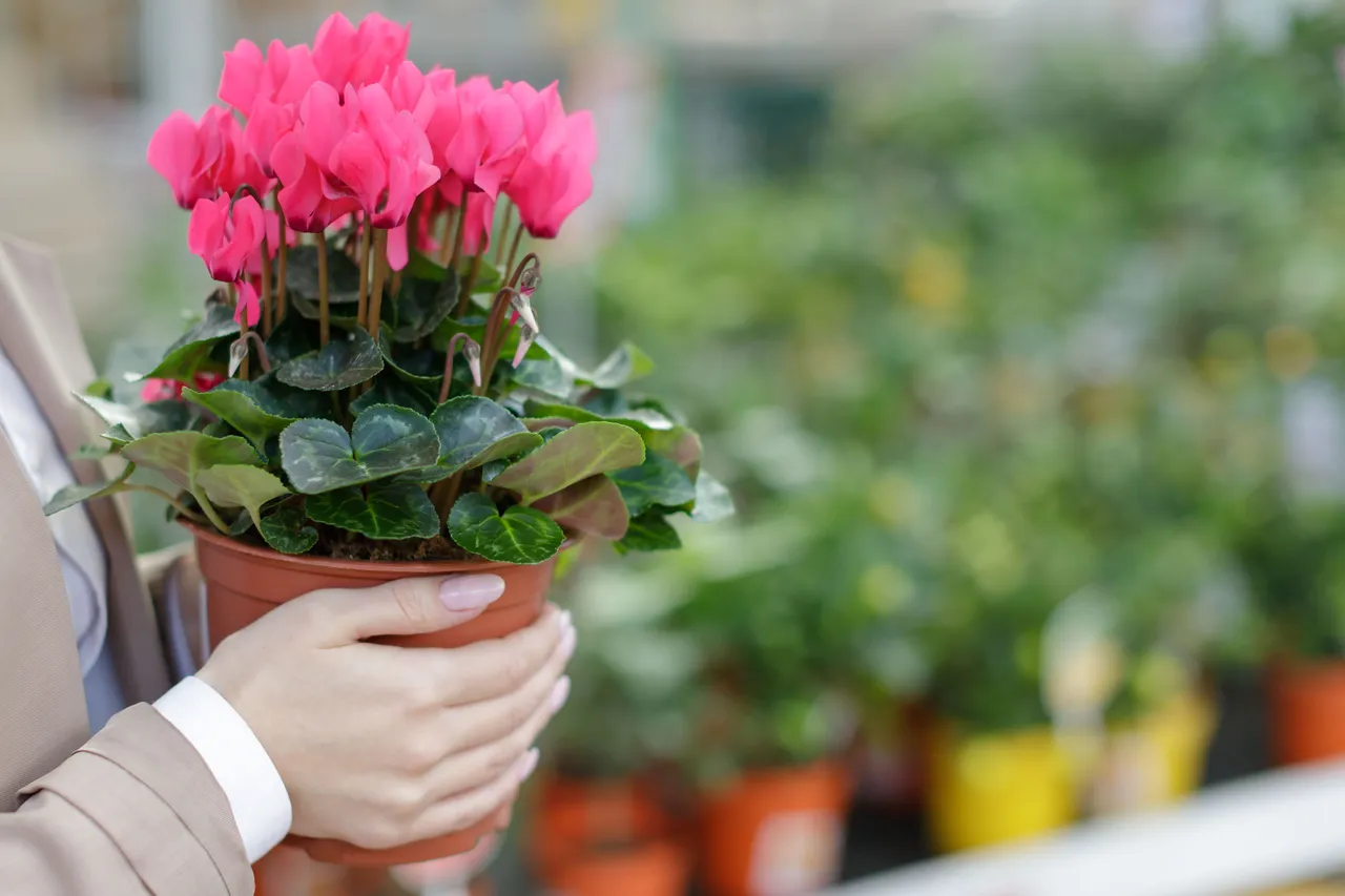 Entretien de votre cyclamen en pot : quel engrais choisir pour ce type