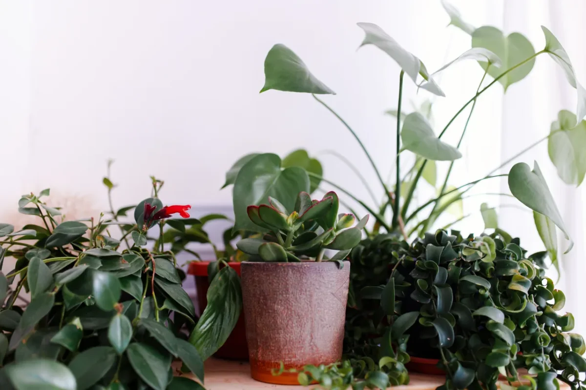 entretien-plantes-interieur