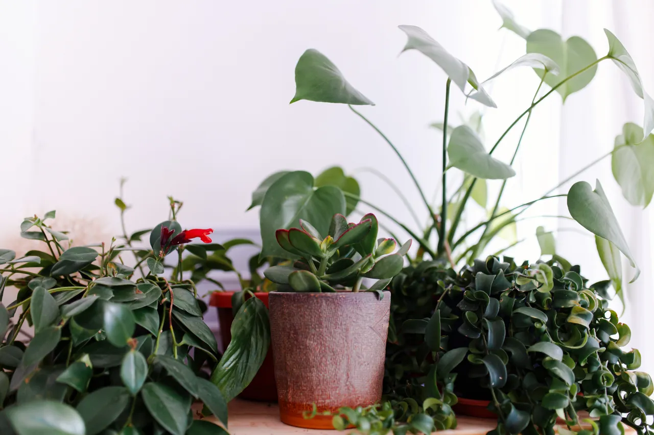 entretien-plantes-interieur
