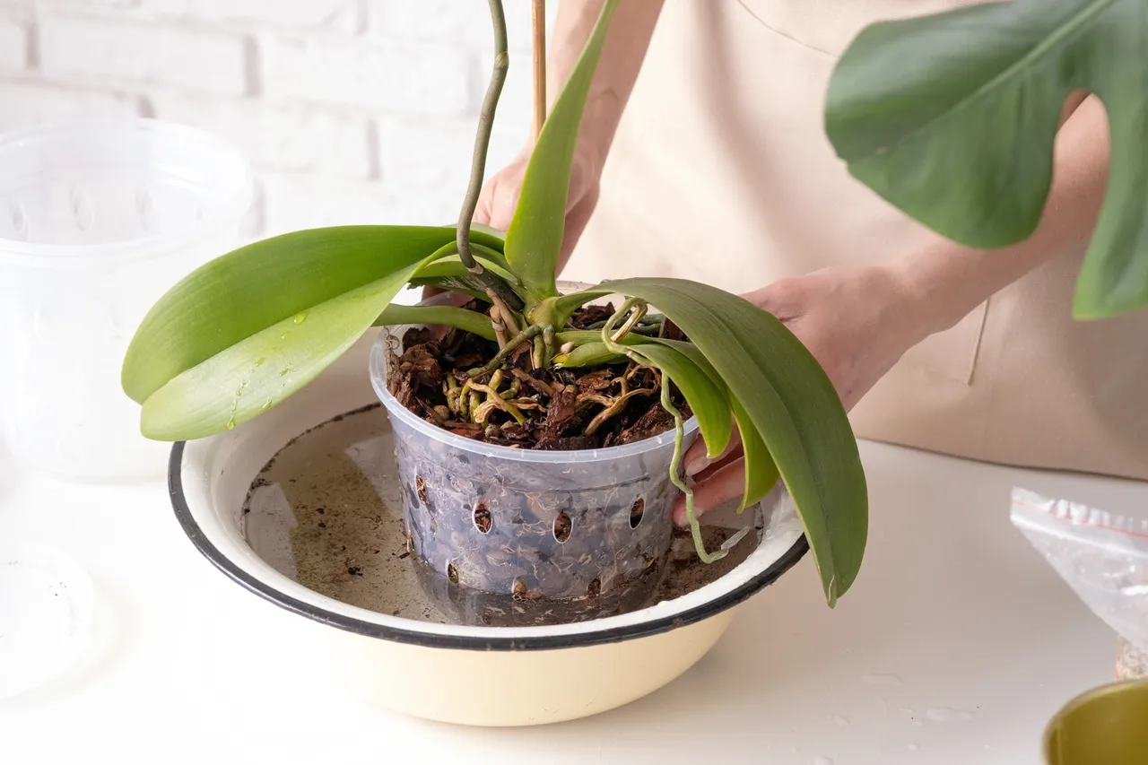 feuilles-jaunissent-orchidee