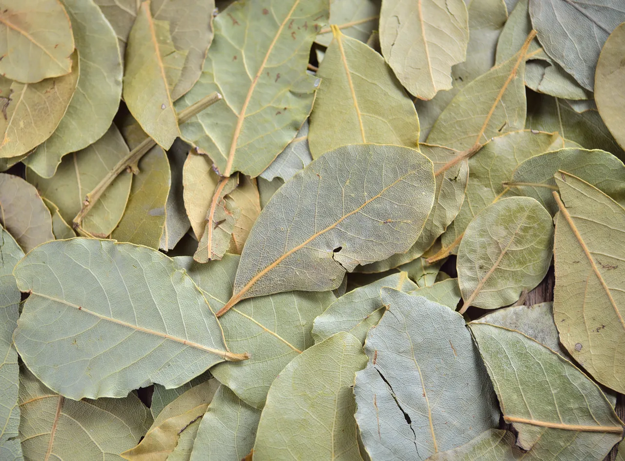 feuilles-laurier-placard