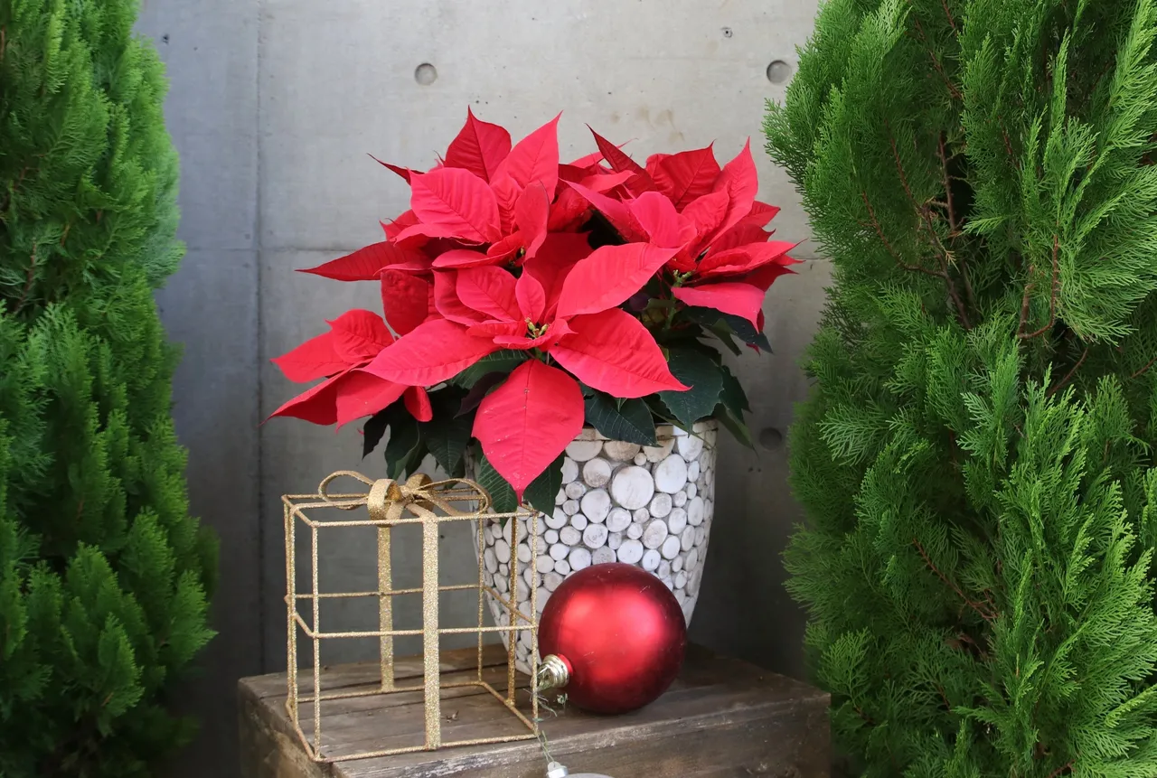 garder-en-vie-poinsettias
