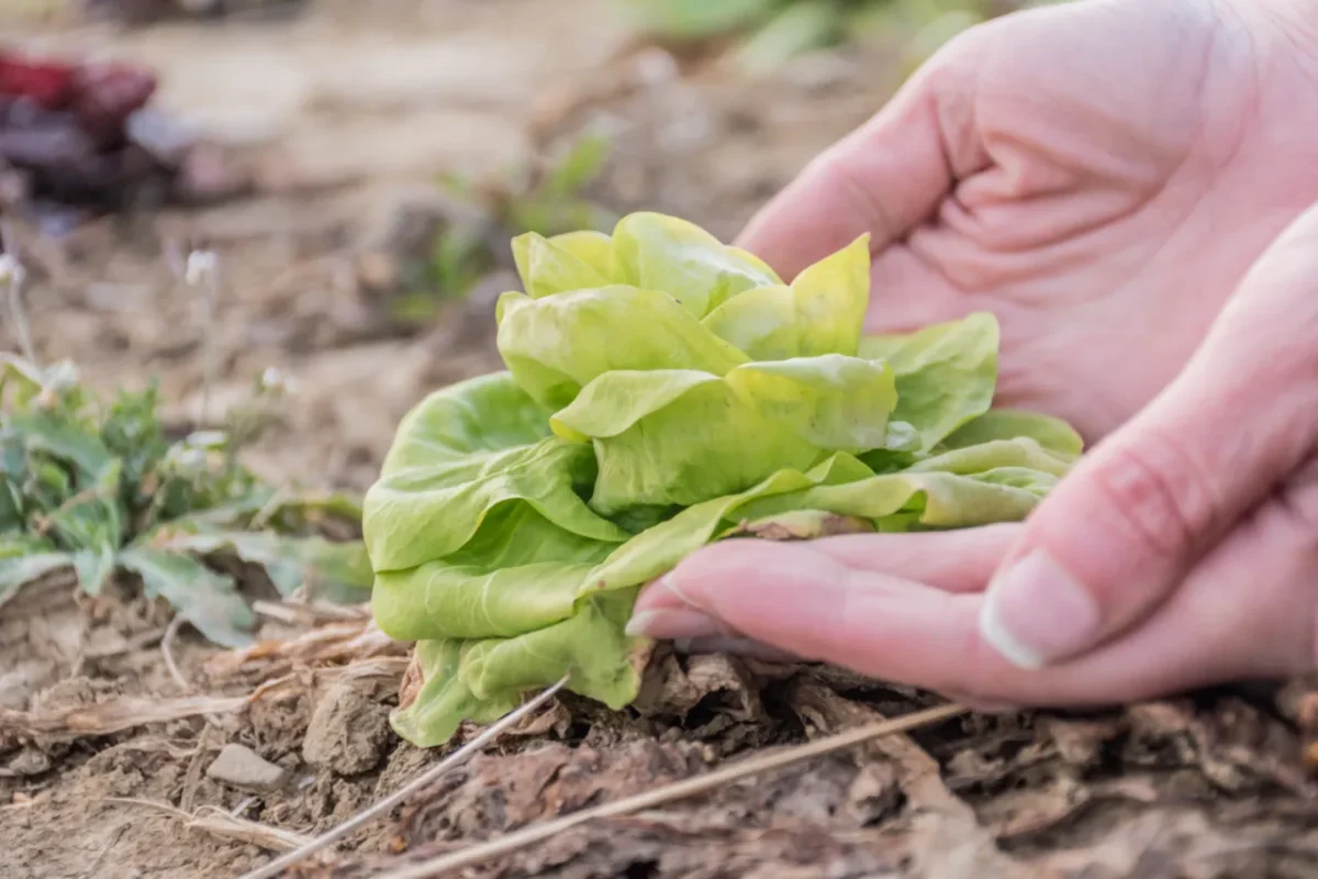 gestes-potager-hiver