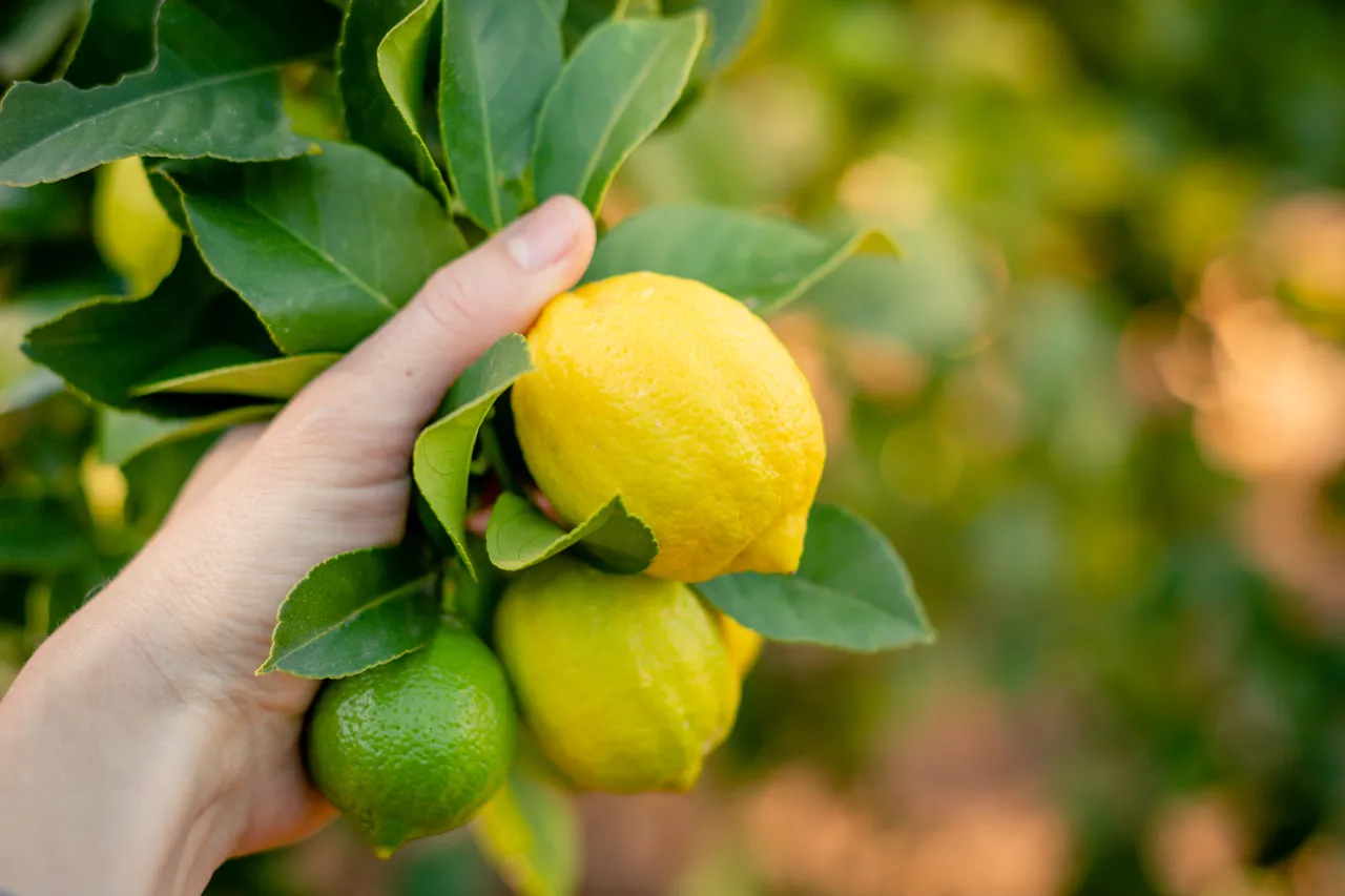 Les 6 étapes indispensables pour bien greffer votre citronnier et obtenir de beaux citrons