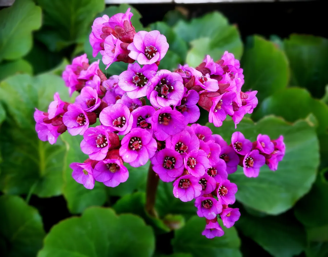 jardin-fleuri-hiver
