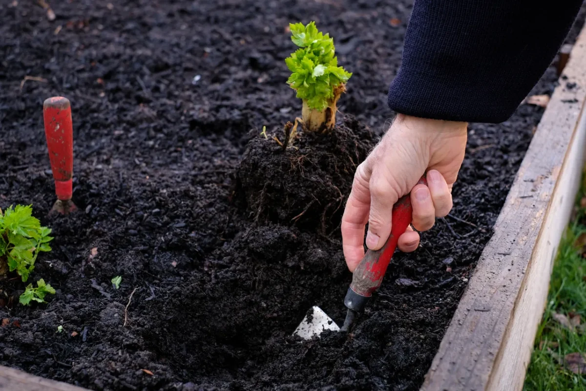 legumes-planter-decembre