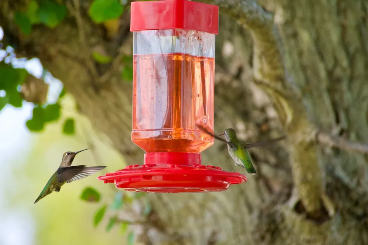 mangeoire-a-oiseaux