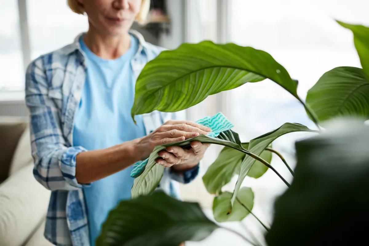 nettoyer-plantes
