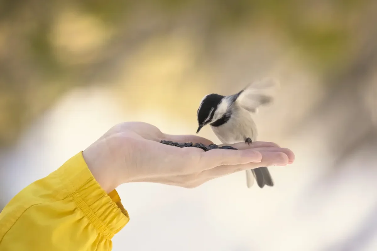 nourrir-oiseaux-hiver