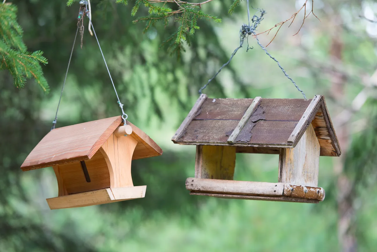 oiseaux-jardin