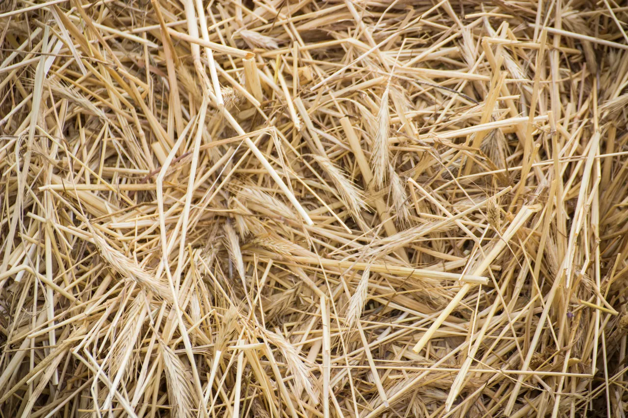 Paillage de votre potager Paille ou foin ? Quel est le meilleur