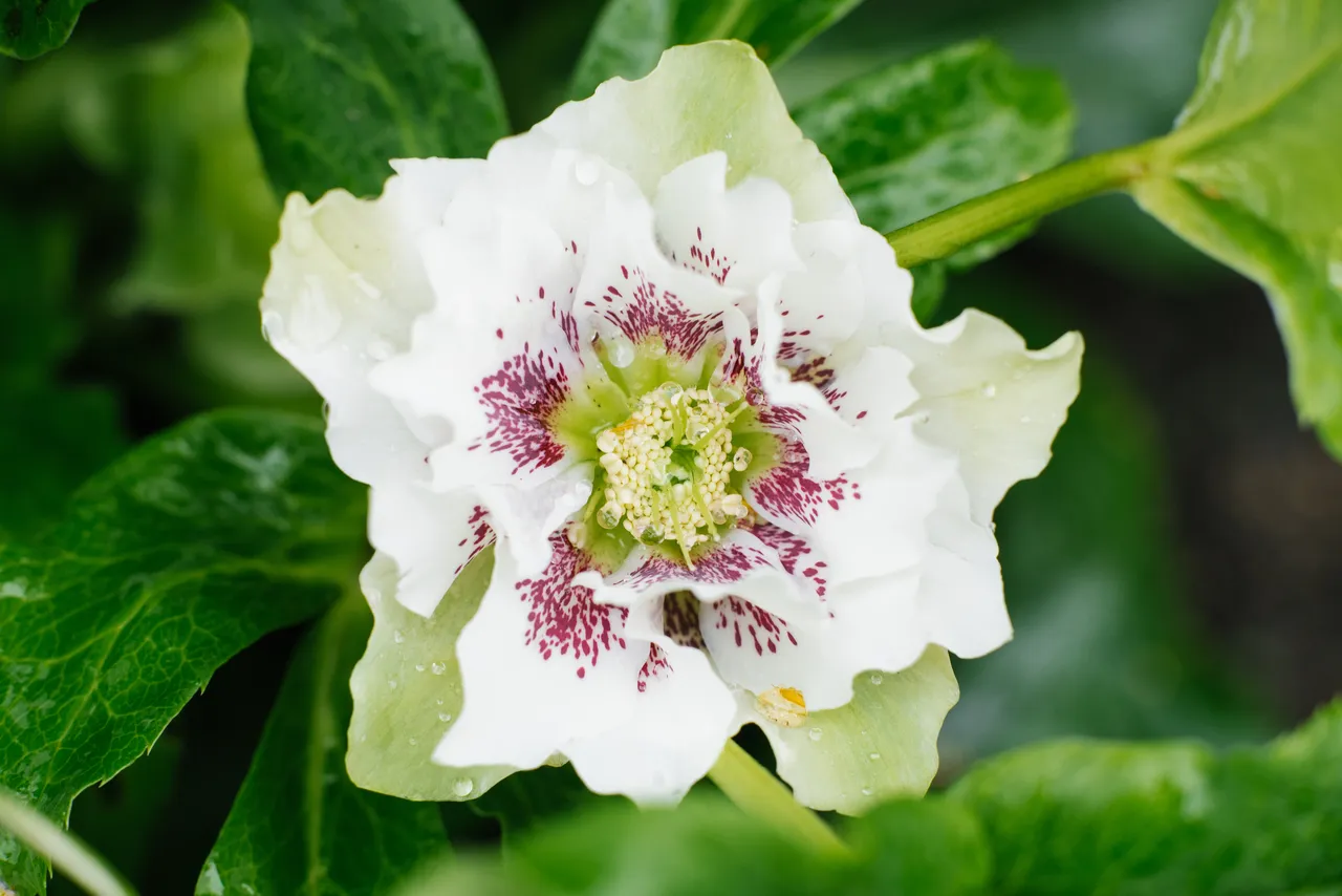 plante-contre-froid