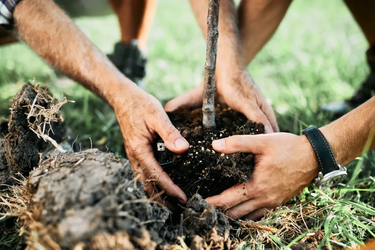 planter-arbres-fruitiers