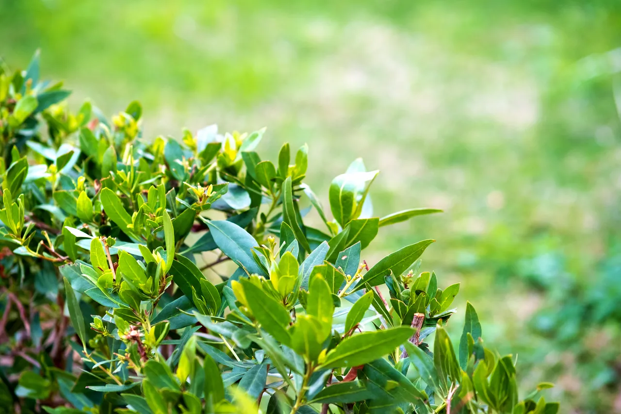 planter-haie-decembre