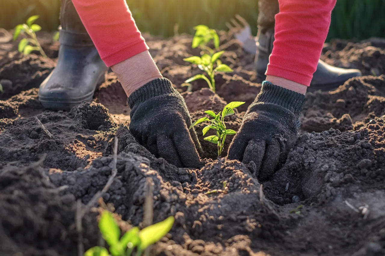 planter-legumes-decembre