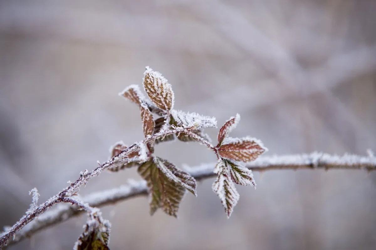plantes-arbres-gelés