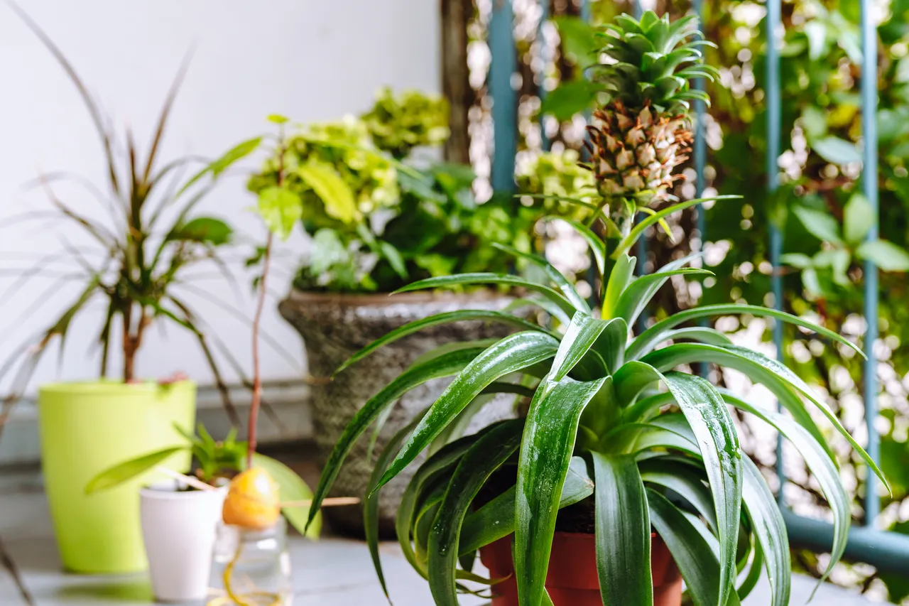 plantes-balcon-hiver