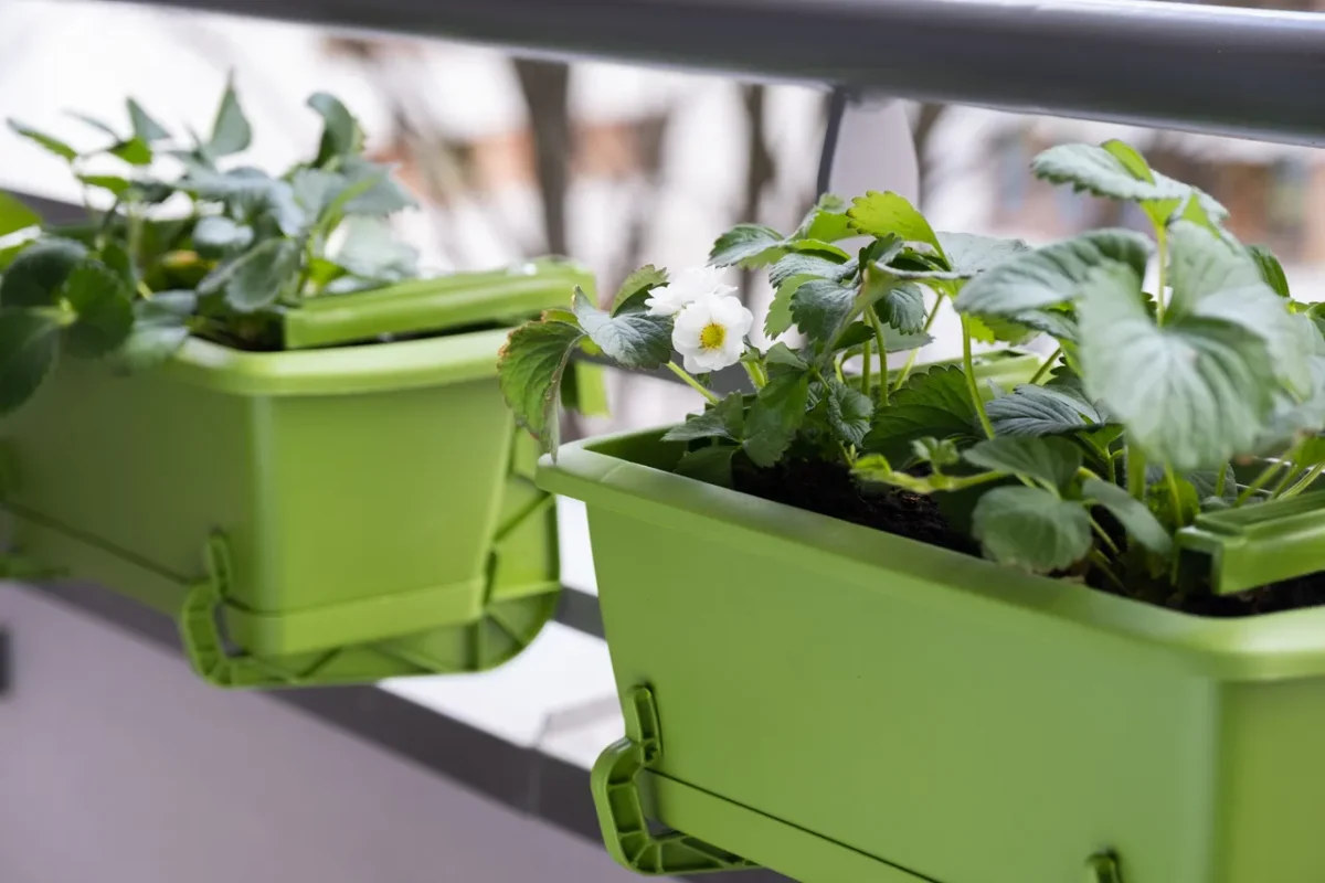 plantes-balcon-hiver
