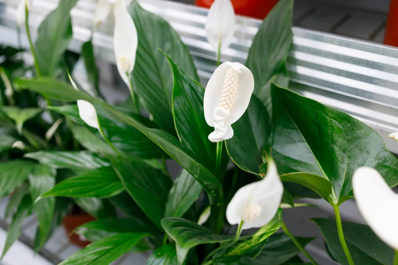 plantes-dans-le-noir