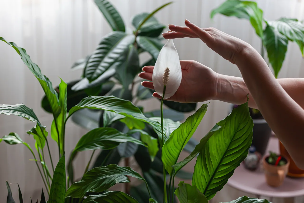 plantes-interieur-humidite
