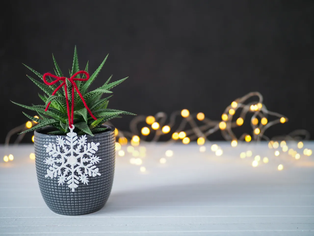plantes-interieur-noel