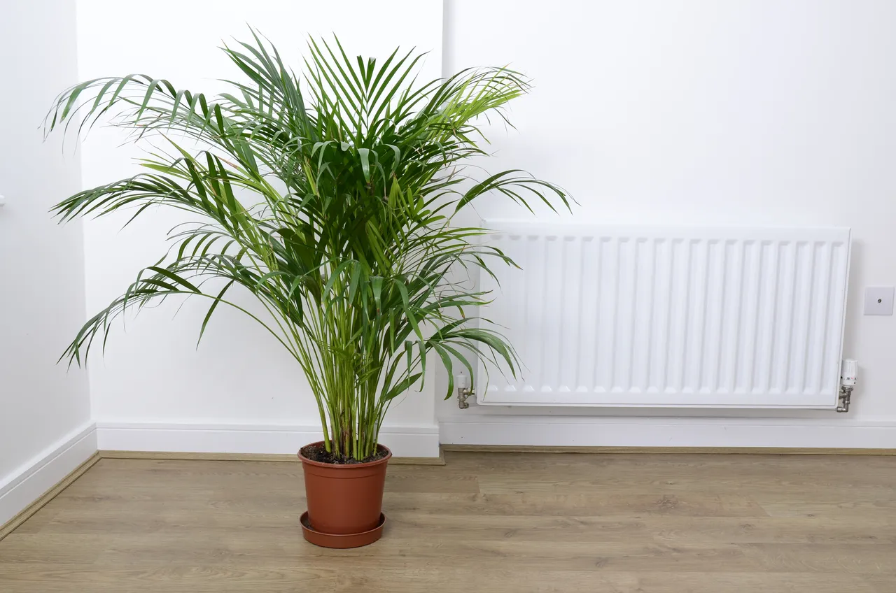 plantes-radiateur
