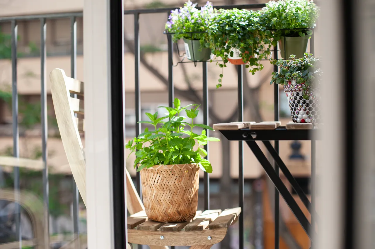 plantes-resistantes-balcon