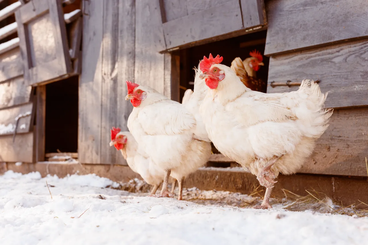 poules-pluie-hiver