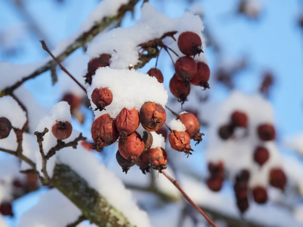 preparer-jardin-hiver