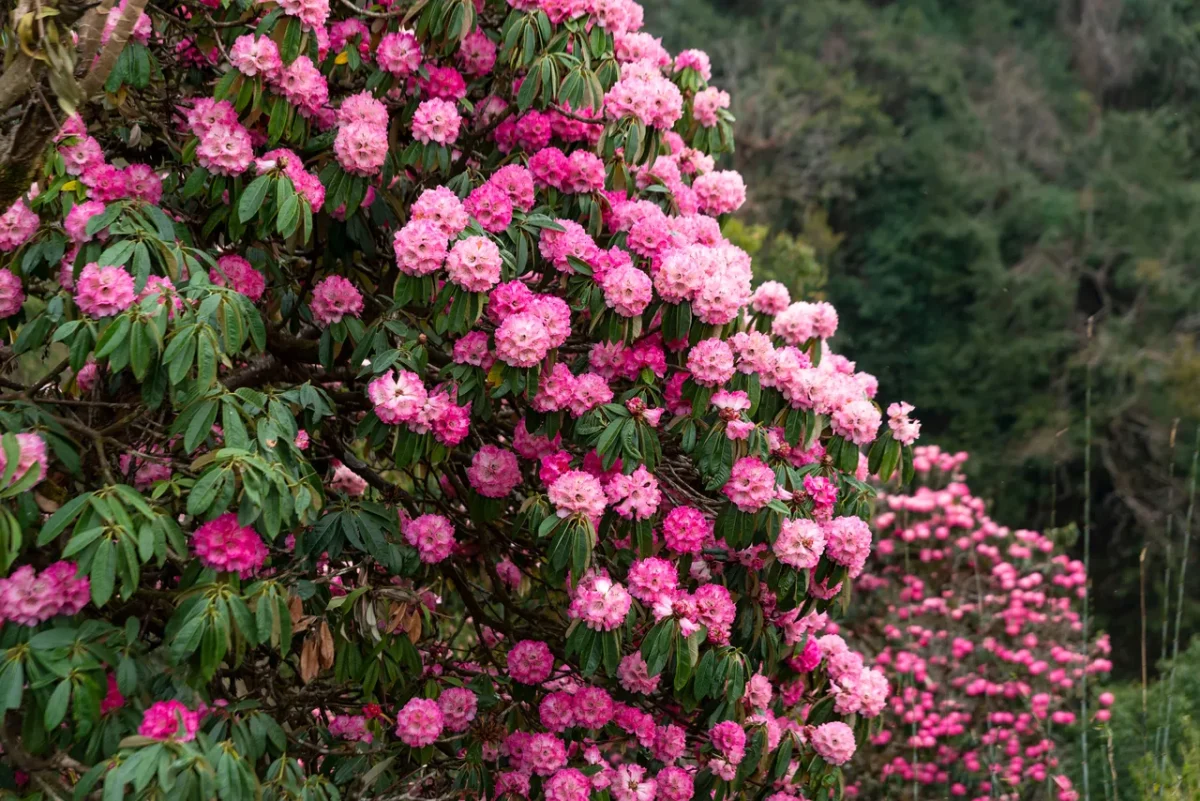 rhododendrons-en-hiver
