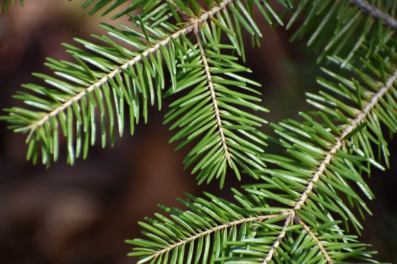sapin-noel-jardin