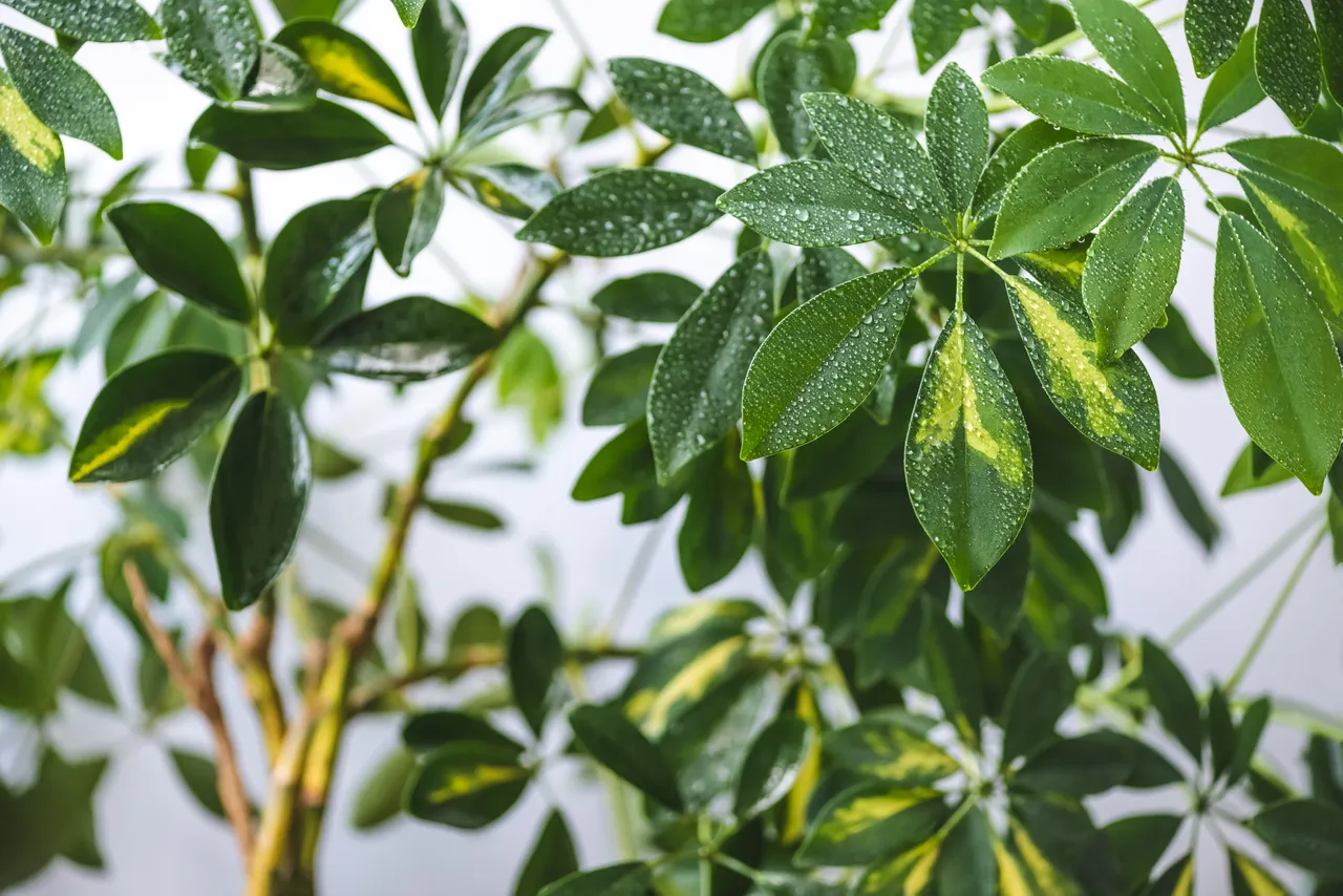 schefflera