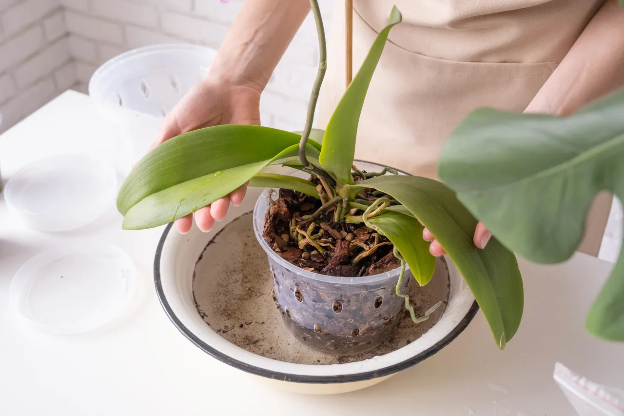 taches-brunes-orchidee