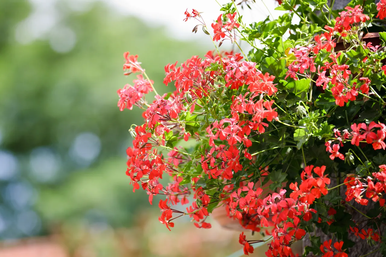 taille-geraniums