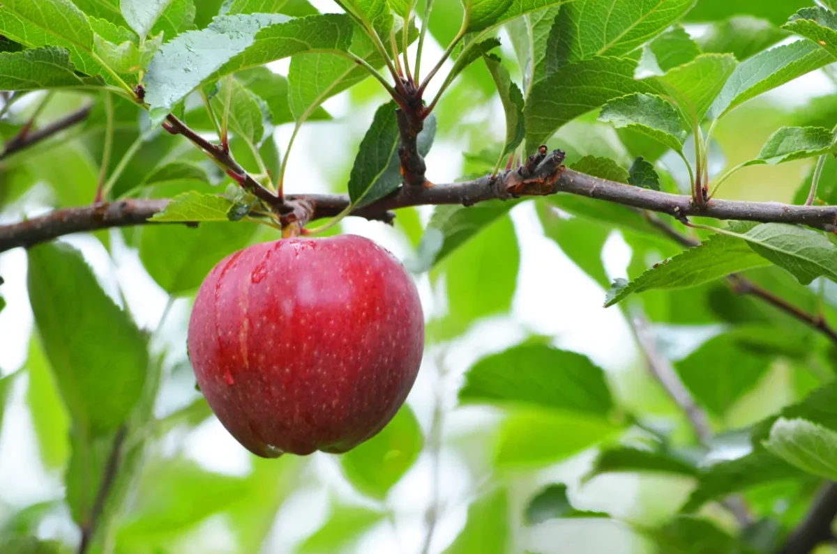 taille-pommier-hiver