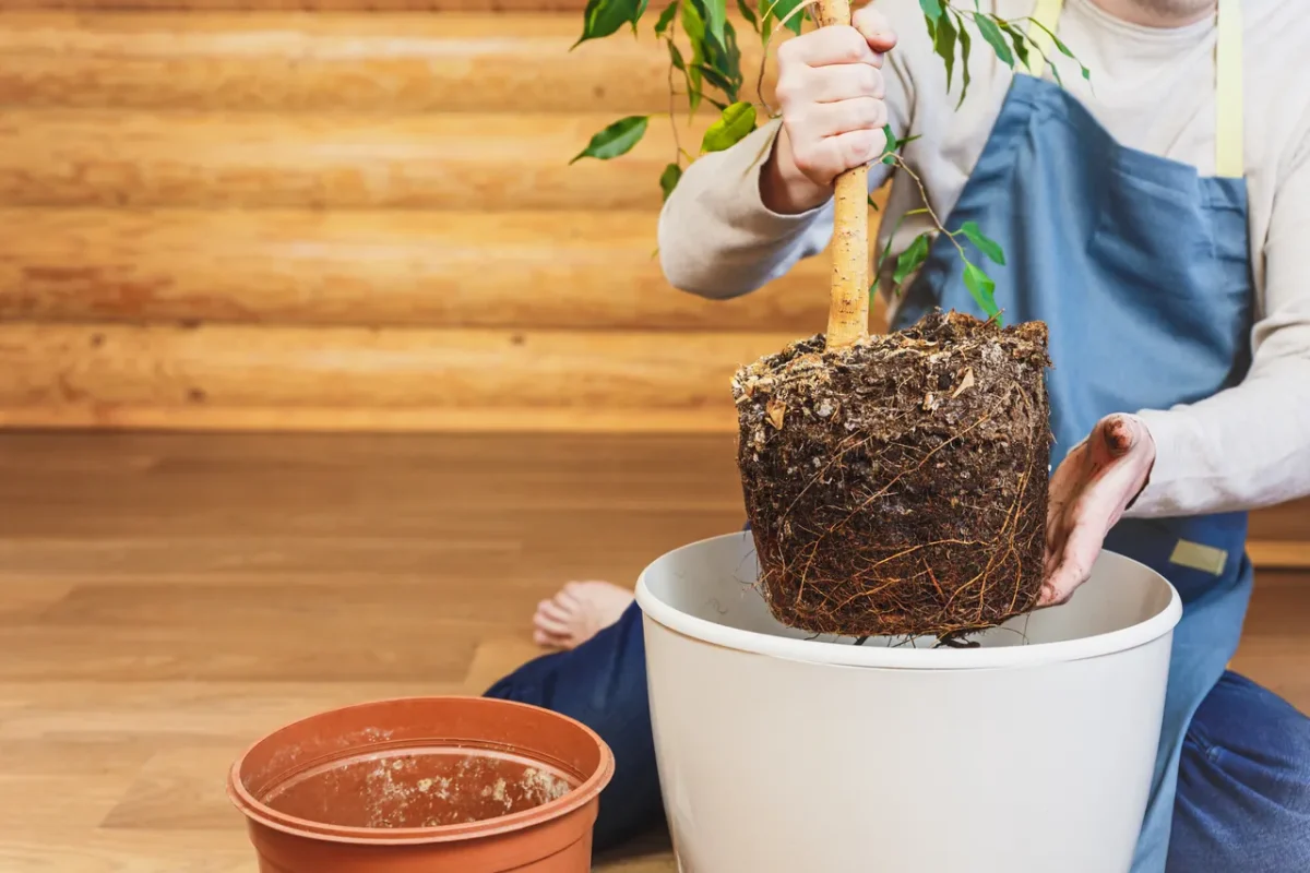 transplantations-darbres