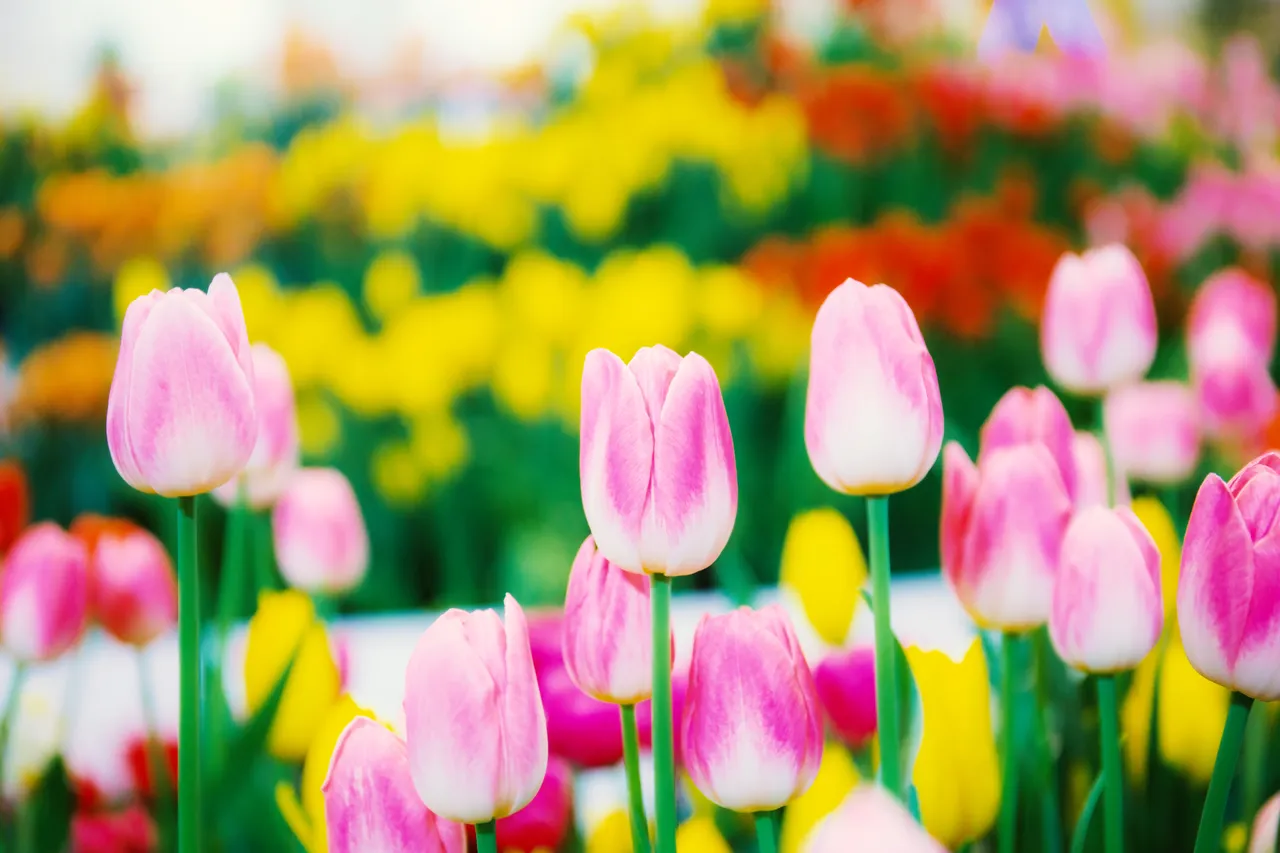 tulipes-hiver