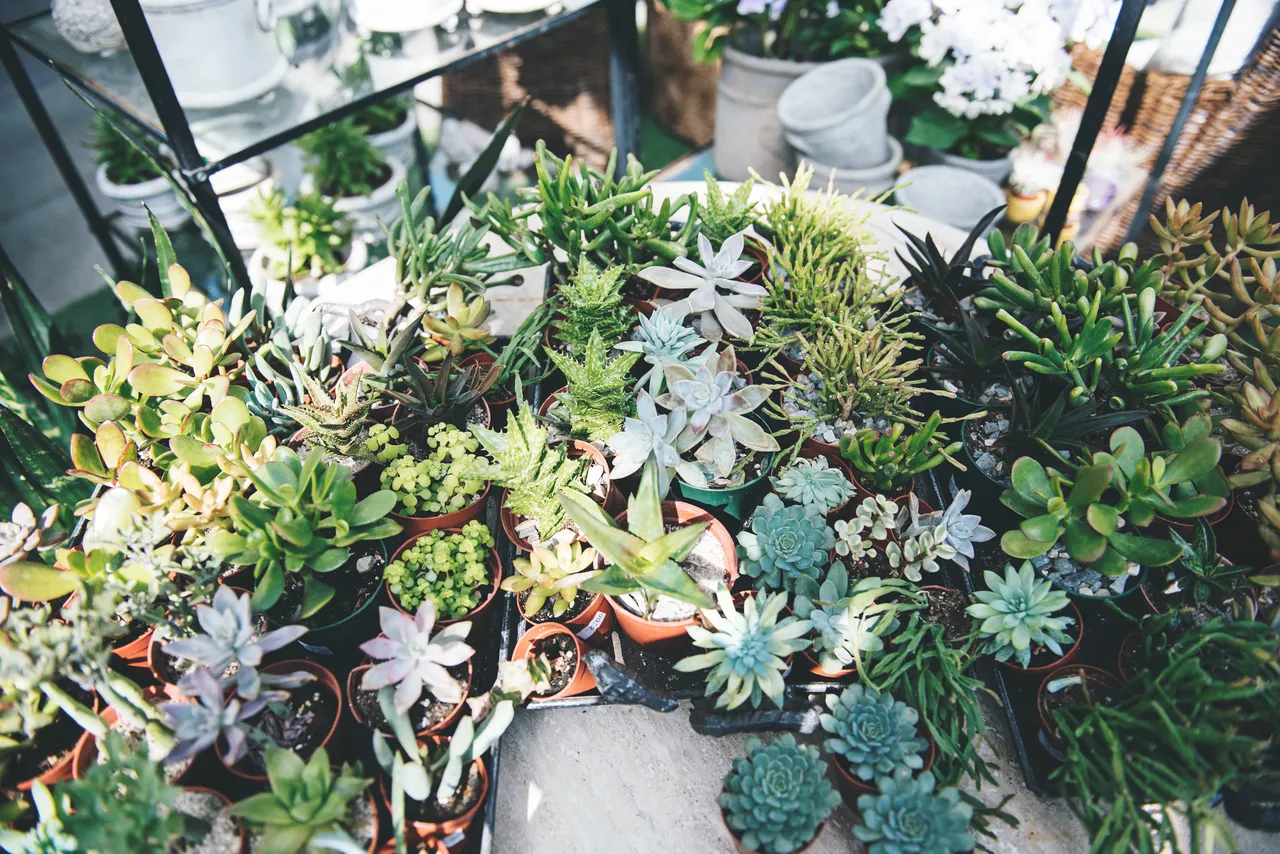 10-cactus