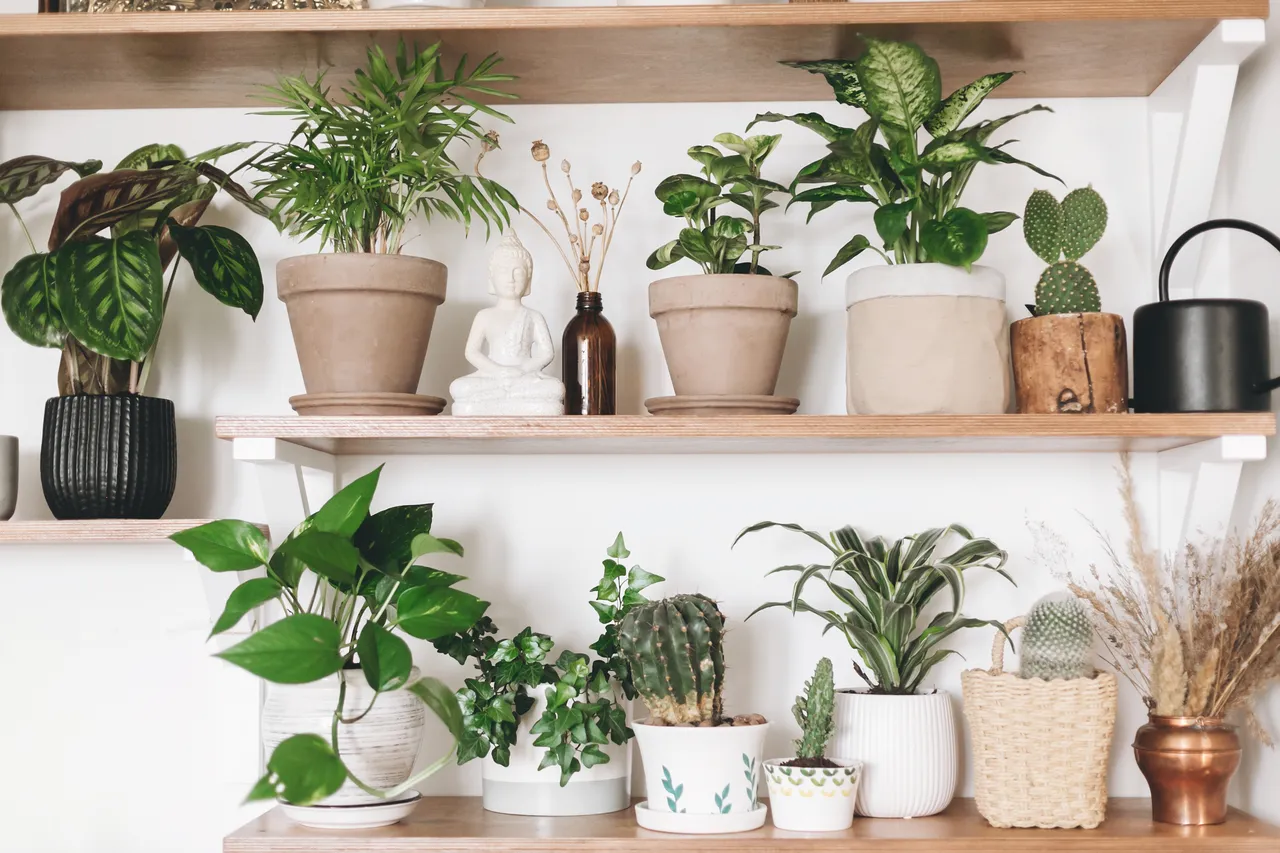 10-plantes-sans-eau