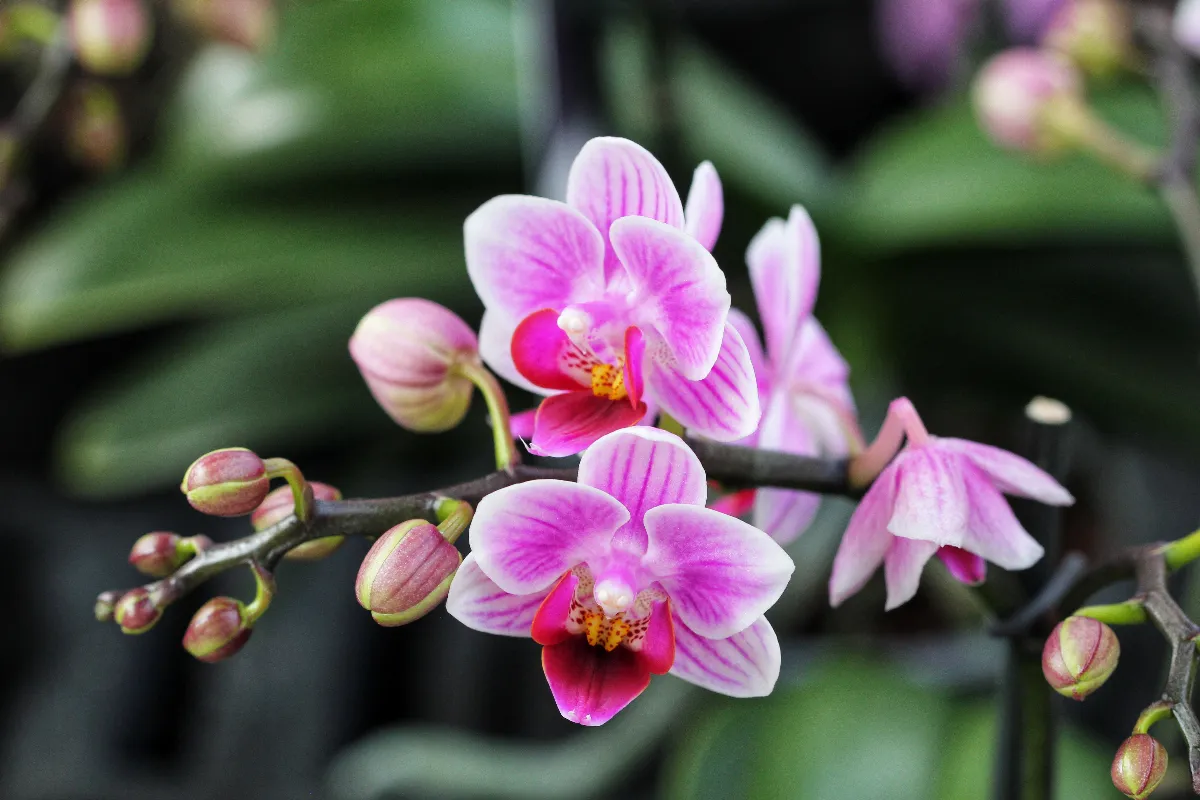 4-astuces-simples-pour-faire-durer-la-floraison-de-votre-orchidee