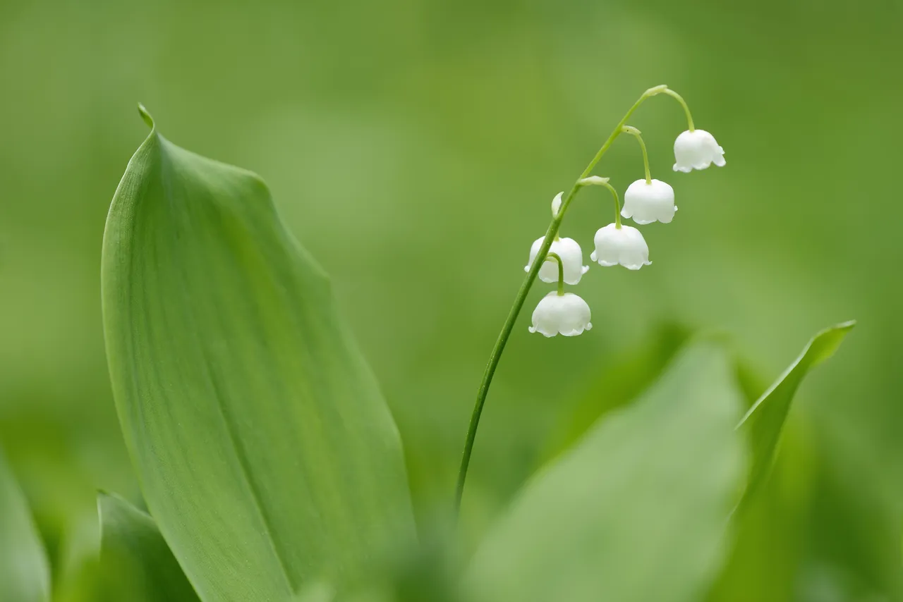 7-plantes-toxiques