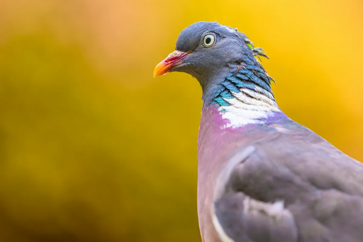 9-astuces-pour-faire-fuir-naturellement-les-pigeons-de-votre-balcon