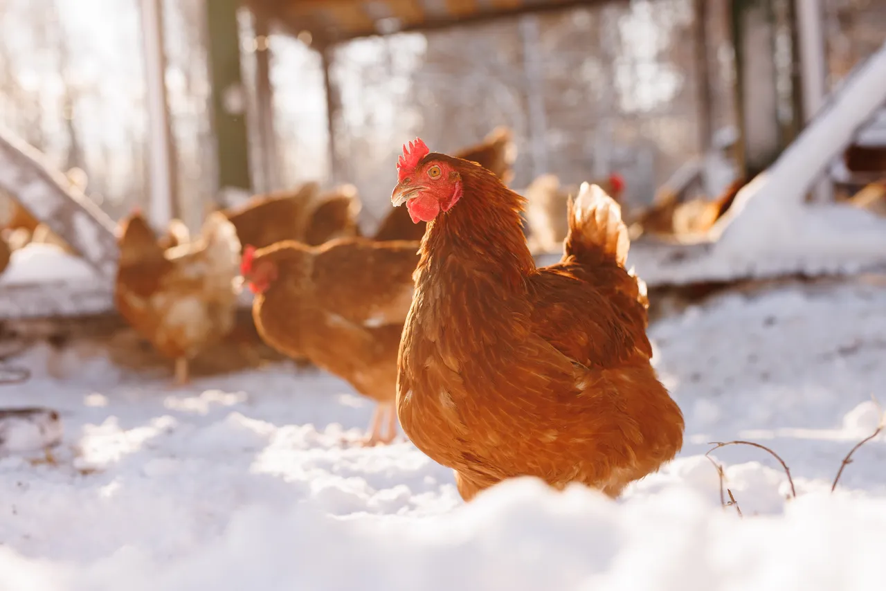 aider-poules-hiver