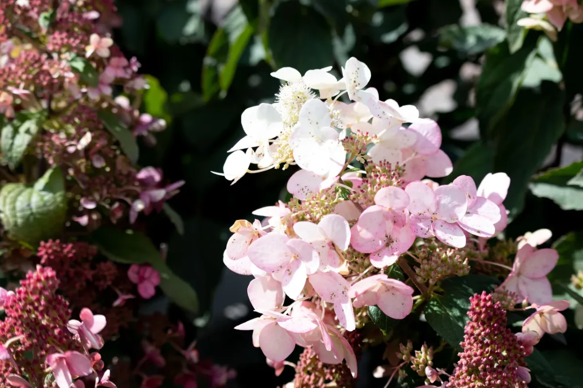 anti-froid-hortensia