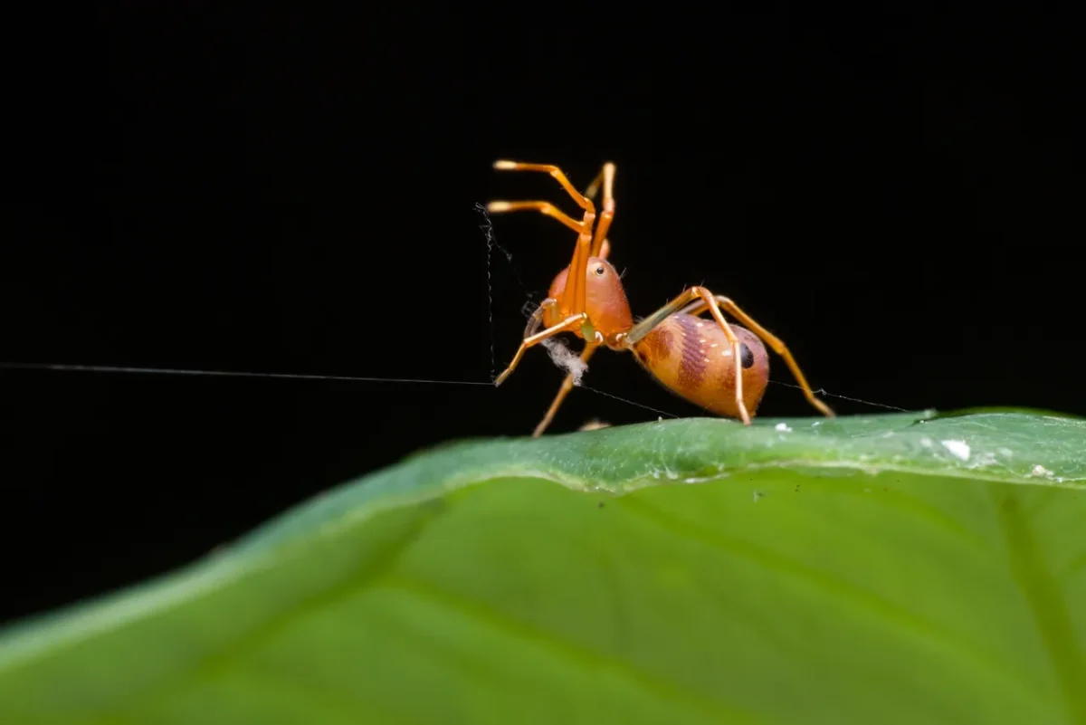 araignees-rouges-plantes