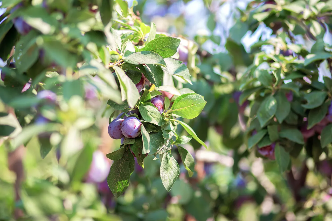 arbres-fruitiers-a-tailler