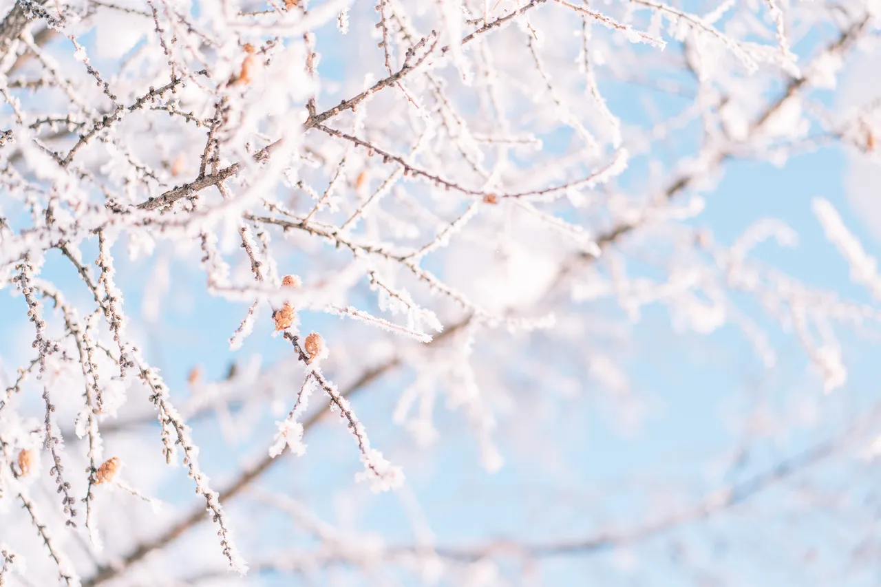 arbres-fruitiers-gel