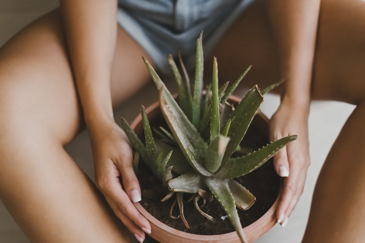 arrosage-aloe-vera