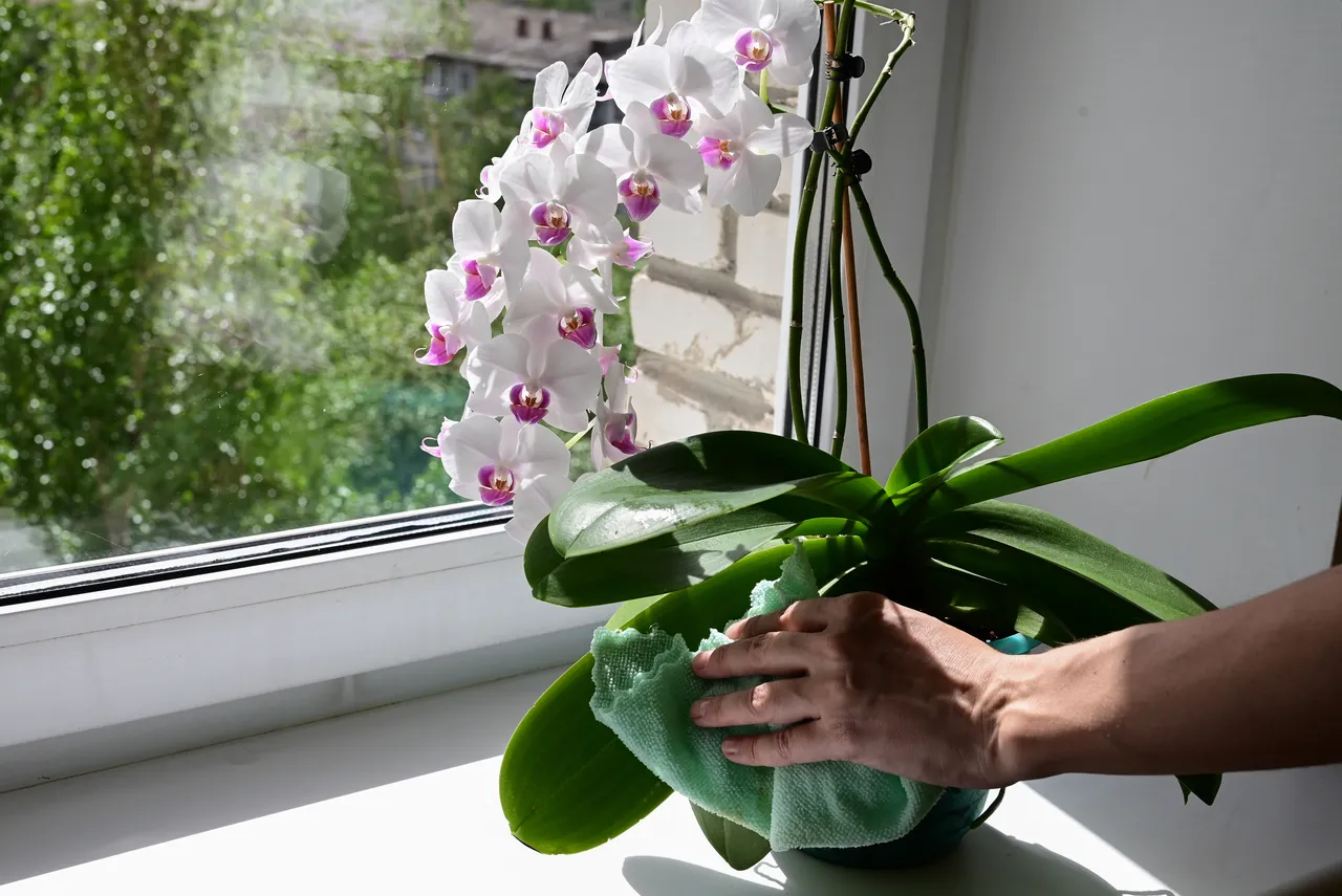 bois-cendres-orchidee
